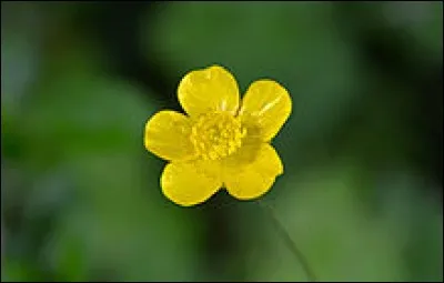 Sur l'image, c'est un bouton d'or .