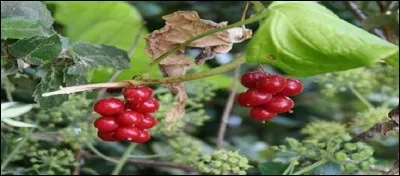 À quoi servent les racines du tamier commun également appelé raisin du diable ?