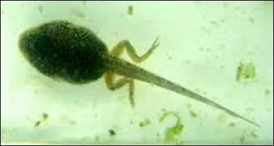 Comment est appelée la larve de la grenouille ?