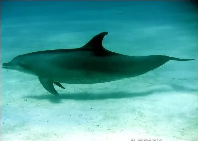 Combien pèse un "grand dauphin" ?