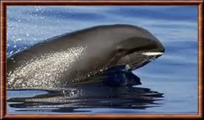 Quel est l'habitat du dauphin d'Électre ?