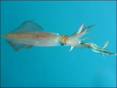 Que mangent les grands dauphins ?