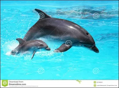 Combien pèse un bébé dauphin à la naissance ?