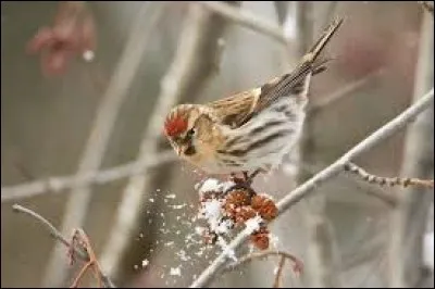 Grand labbe, grand oiseau palmipède de l'Arctique :