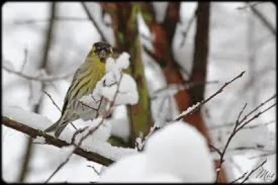 Ruminant du Tibet, à cornes et au pelage long et épais :