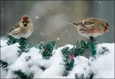 Boisson alcoolisée japonaise, obtenue par la fermentation du riz, titrant de 11° à 17° :