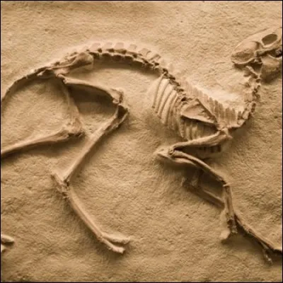 Quel est le métier d'une personne qui étudie les ossements d'animaux préhistoriques ?