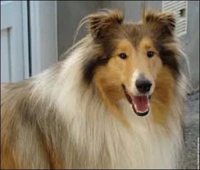 De quelle race est ce chien ?