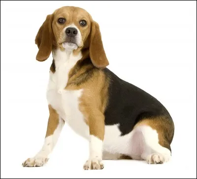 De quelle race est ce chien ?