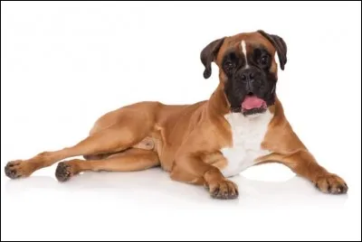 De quelle race est ce chien ?