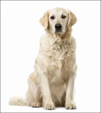 De quelle race est ce chien ?