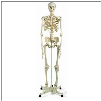 Le squelette humain est formé de :