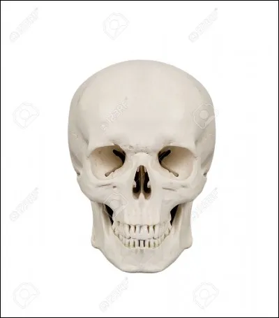 Le crâne est formé :