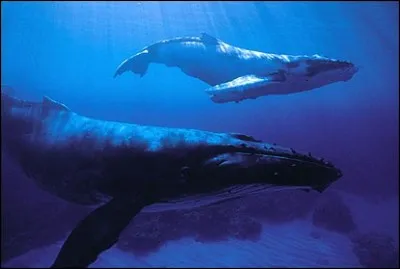 Le passage du Nord-Ouest relie l'oc&eacute;an Pacifique &agrave; l'oc&eacute;an Atlantique.