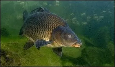 L'augmentation de la population de carpes communes dans les rivi&egrave;res peut entra&icirc;ner une diminution de la qualit&eacute; de l'eau.