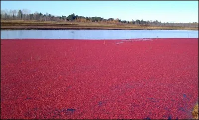Les champs de canneberges sont volontairement inond&eacute;s au moment de la r&eacute;colte !