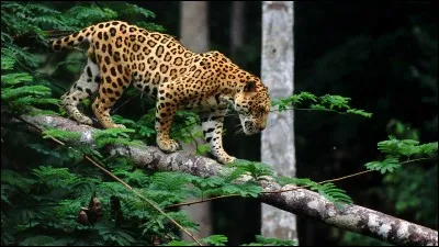 Sur quel continent peut-on trouver principalement un jaguar ?
