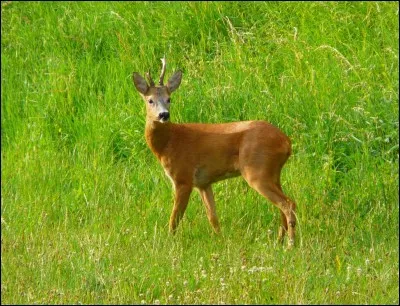 Vrai ou faux - Le chevreuil est le plus petit cervidé du Canada.