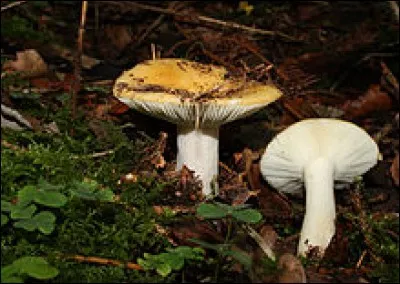 Si je vous dis : « Pas complètement marron », vous répondez :