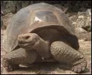 Sur quelles les de l'ocan Pacifique, peut-on trouver ce type de tortues ?