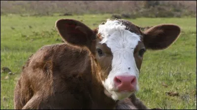 Plus agréable à l'il qu'à l'oreille.