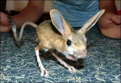 Une oreille un peu dure.