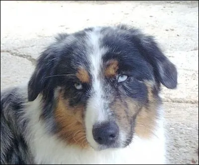 Légume pour oreille décollée.