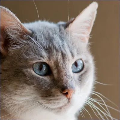 Ne sont pas pour toutes les oreilles.