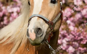 Quiz Galop 1