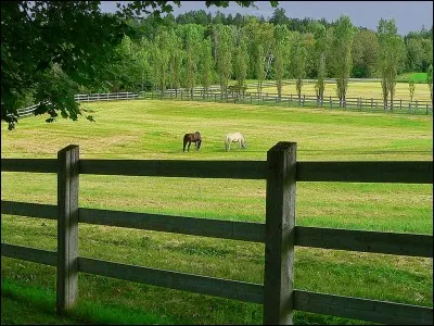 Peut-on mettre un cheval dans un pré avec d'autres espèces ?