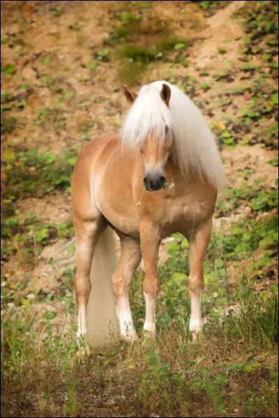 Comment s'appelle cette race ?