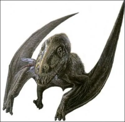 Quel est ce Ramphorhynchoidae dont le nom signifie "mâchoire de grenouille" ?