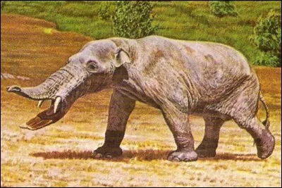 Amebelodon vivait ... les dinosaures.