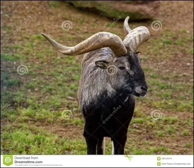 Le bharal vit en Himalaya.
