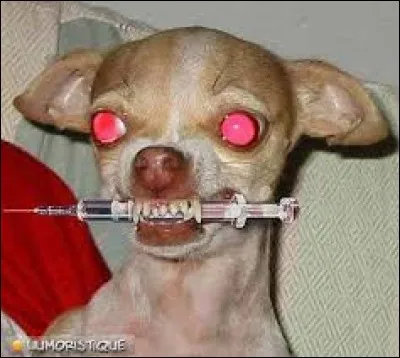 En Europe, quel animal sauvage véhicule le plus la rage ?