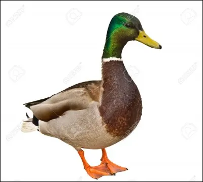 Les canards sont...