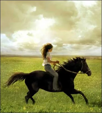 De quelle race est ce cheval trouvé par Katy (Alison Lohman) dans le film de Michaël Mayer « Flicka » sorti en 2006 ?