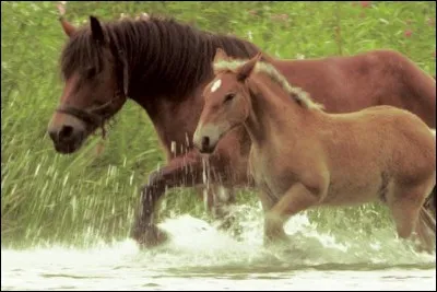 Comment s'appelle le poulain, séparé de sa mère Mirabelle (la jument) dans le film d'Olivier Ringer avec Richard Bohringer dans le rôle du palefrenier ?