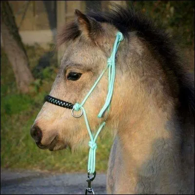 Comment s'appelle ce licol ?