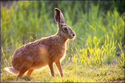 Quel est cet animal ?