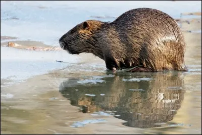 Quel est cet animal ?