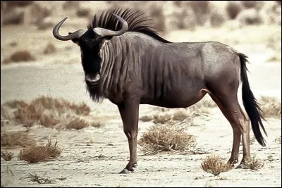 Quel est cet animal ?