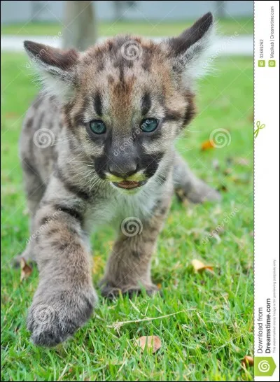 Quel est cet animal ?