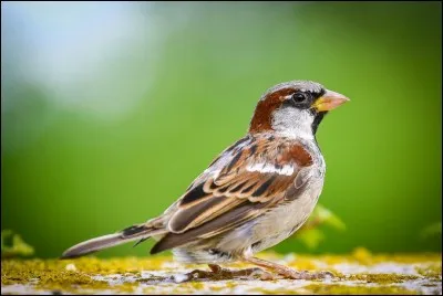 Quel est cet animal ?