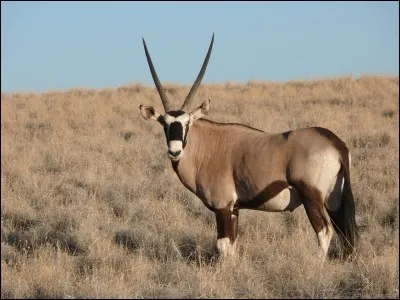 Quel est cet animal?