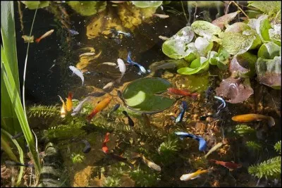 Dans de rares cas, il est possible que certains poissons puissent s'hybrider entre eux. Lesquels ?