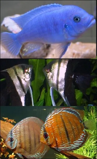 Dans un bac de 600 litres avec des paramètres de : PH 6.8, G 8°d et T°26 °c, on peut idéalement maintenir :