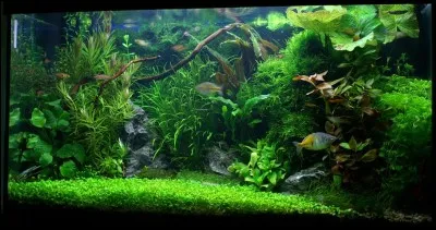 Comment est filtré un bac appelé "low tech" ?