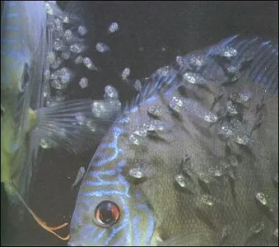 Dans de bonnes conditions de maintenance, le discus peut vivre jusqu'à :