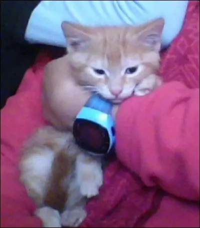 Les animaux - À l'aide de quoi le chat va-t-il marquer son territoire ?